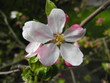Apfelblüte
