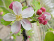 Apfelblüte