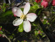 Apfelblüte