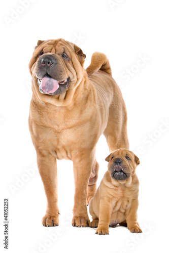 Photo: Chinese Shar Pei dog adult and puppy Chinese Shar Pei dog adult and puppy