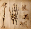 Vecchi disegni di anatomia ( parti del corpo )