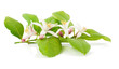 Branch of a lemon tree with flowers