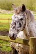 Appaloosa