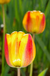 Tulipes jaunes Tulipes jaunes