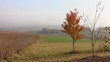 Landscape at autumn