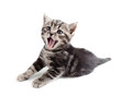 canvas print picture - Yawning striped Scottish kitten lying isolated