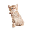 Scottish or british gray kitten gives paw Scottish or british gray kitten gives paw