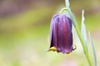 Fritillaria nigra Fritillaria nigra
