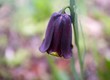 Fritillaria nigra Fritillaria nigra