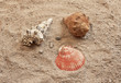 shells