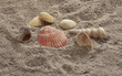 Seashells