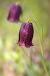 Fritillaria nigra Fritillaria nigra