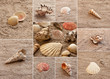 Seashells. Collage