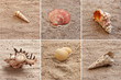 Shells.collage
