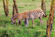 Wildlife in the tropical forest in eastern Africa
