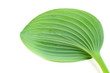 Green leaf against white background Green leaf against white background