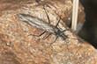 Newly hatched stonefly, macro photo Newly hatched stonefly, macro photo