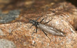 Newly hatched stonefly, macro photo Newly hatched stonefly, macro photo