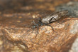 Newly hatched stonefly, macro photo Newly hatched stonefly, macro photo
