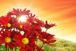 Photo: Spring Blossom Spring Blossom