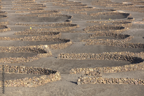 Photo: A vineyard in Lanzarote island, growing on volcanic soil A vineyard in Lanzarote island, growing on volcanic soil