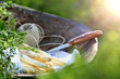 Spargel aus dem Garten