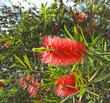 red bottlebrush tree branch