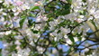 Blütenzweige am Apfelbaum