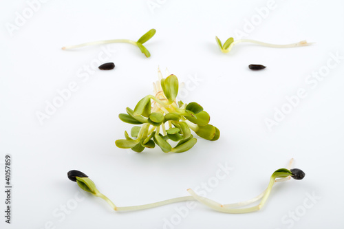 Photo: Fresh alfalfa sprouts isolated on white background Fresh alfalfa sprouts isolated on white background