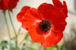 closeup of red poppy