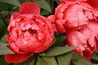 red peony flowers