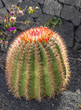 Cactuses in Lanzarote, Spain Echinocactus grusonii (Golden Barre Cactuses in Lanzarote, Spain Echinocactus grusonii (Golden Barre