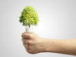 A tree is growing inside a light bulb. A tree is growing inside a light bulb.