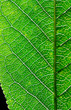 leaf close up