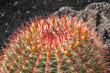 Cactuses in Lanzarote, Spain Echinocactus grusonii (Golden Barre Cactuses in Lanzarote, Spain Echinocactus grusonii (Golden Barre