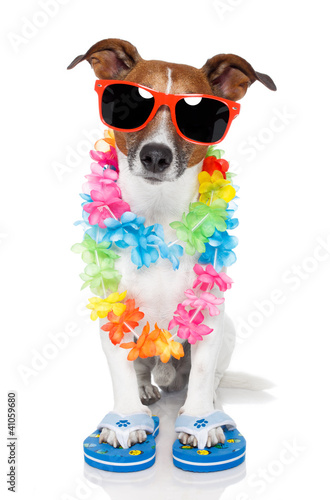 Photo: dog as tourist with hawaiian lei dog as tourist with hawaiian lei