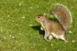 curious grey squirrel on grass