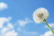 blowball