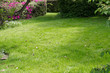 Green fresh mown lawn with flowers