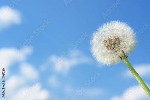 Photo: blowball blowball