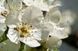 Birnbaumblüten