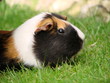 müdes Meerschweinchen