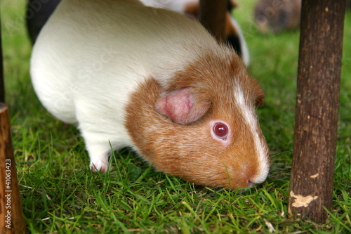 Photo: wiesendes Meerschweinchen wiesendes Meerschweinchen