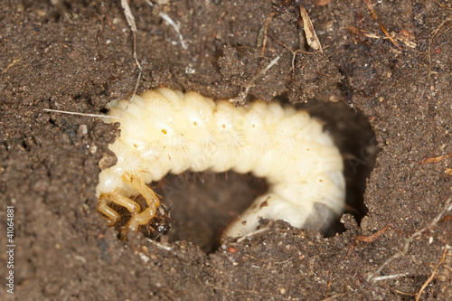 Photo: Chafer beetle larva, Scarabaeidae in ground, macro photo Chafer beetle larva, Scarabaeidae in ground, macro photo