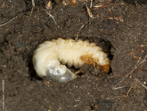 Photo: Chafer beetle larva, Scarabaeidae in ground, macro photo Chafer beetle larva, Scarabaeidae in ground, macro photo
