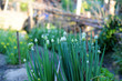 allium fistulosum-5