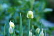 allium fistulosum-4