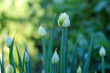 allium fistulosum-3