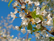 Kirschblüte
