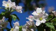 Apfelblüte vid 01